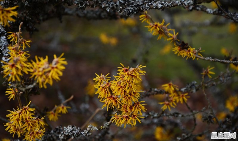 塞北立春七律，风和日丽开什么生肖 - 星座运势