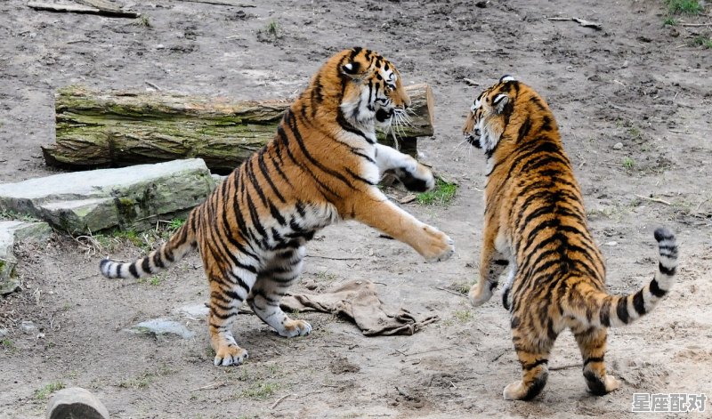 一气呵成是什么动物_虎茅瓶身有个小坑正常吗 - 星座运势