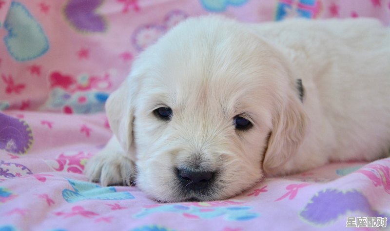 先生，是什么动物_问男的年龄的礼貌用语 - 星座运势