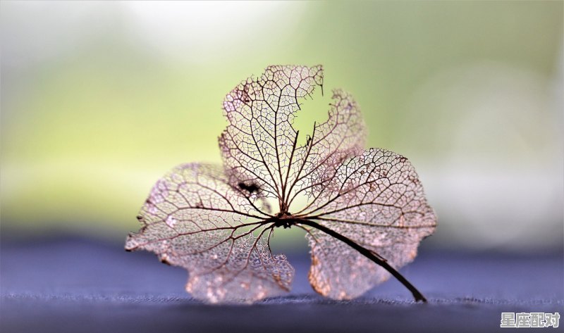 形容双子座性格的一句话,双子座性格鲜明 - 星座运势