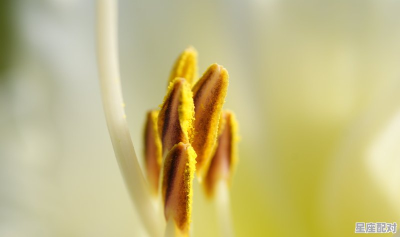 狮子座的介绍和特点，狮子座性格为人 - 星座运势