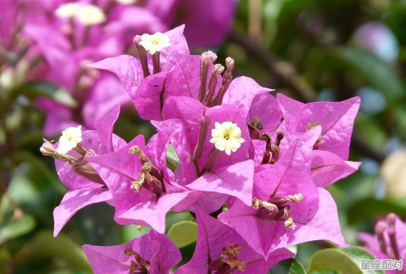 三朵花代表什么意思，做梦梦到花是什么意思 - 星座运势