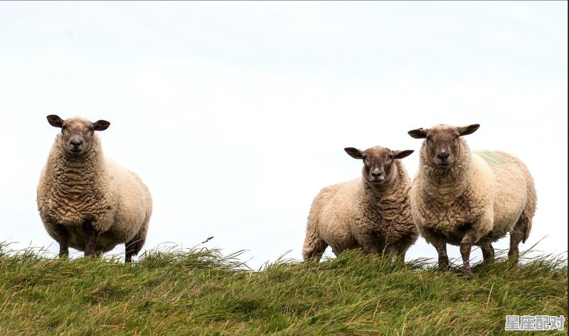 2003年是属羊的还是属马的,属马2022今日运势 2003年是属羊的还是属马的,属马2022今日运势 - 星座运势