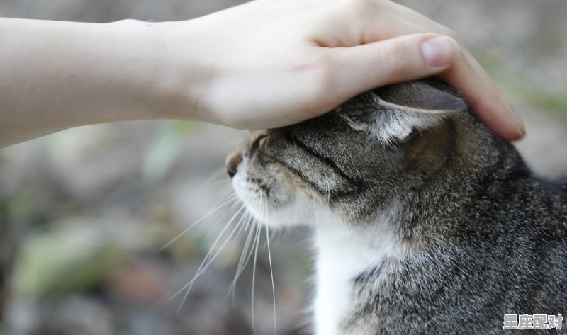 什么动物听觉和嗅觉不好,十二生肖什么动物最臭 - 星座运势