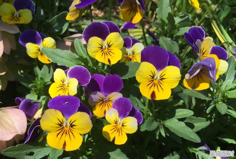 3月3是什么星座,3月3日的星座是什么 - 星座运势