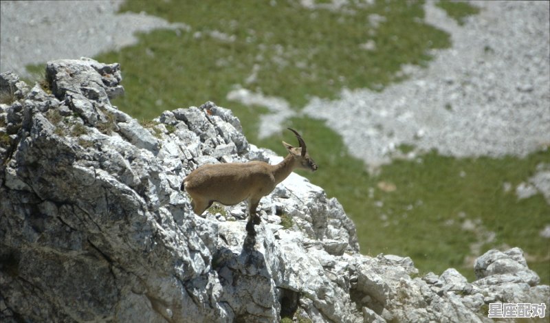 摩羯座的性格，魔羯座性格由来 - 星座运势