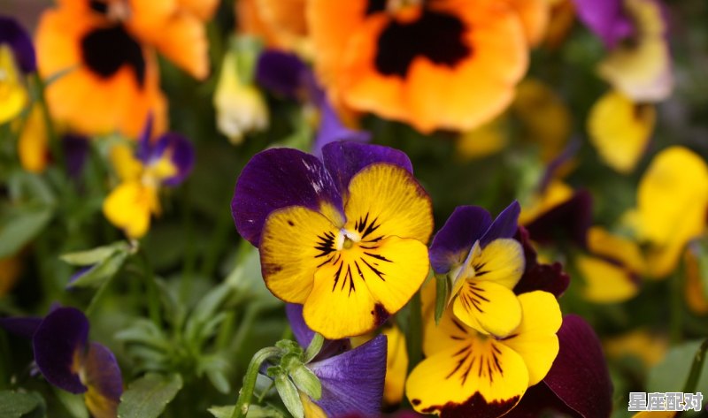 2021年12月10日什么属相当值,吉祥羊今日财运运势 - 星座运势