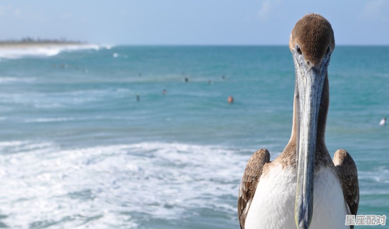 九州海上牧云记鲛人魅音的饰演者,梦到鲛人 - 星座运势