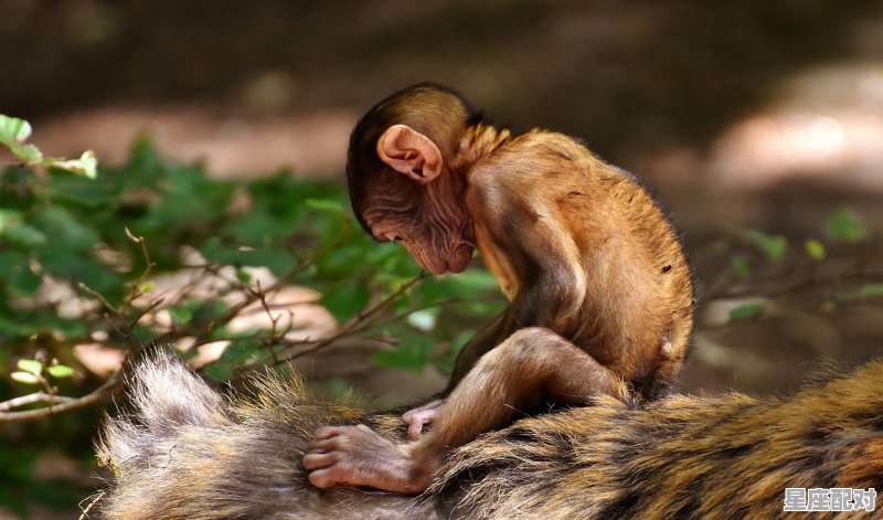 1980年属猴是几岁_1980年出生属猴的，今年几岁了 - 星座运势