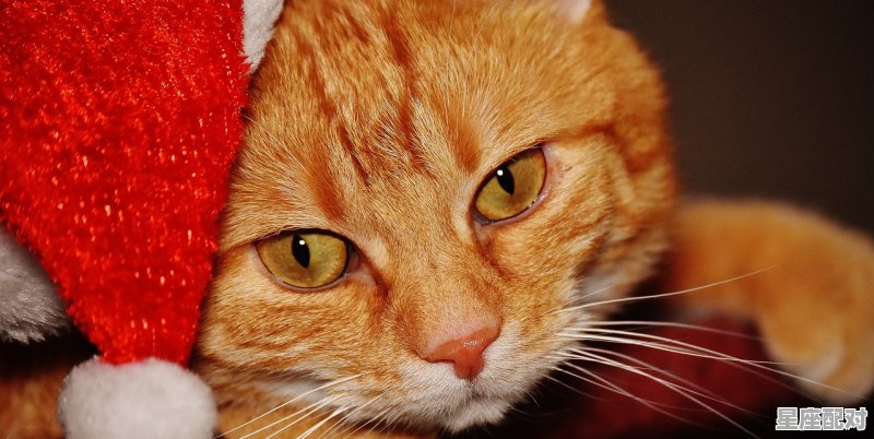 猫咪走丢了会按原路往回走吗，做梦梦到猫跑了 - 星座运势