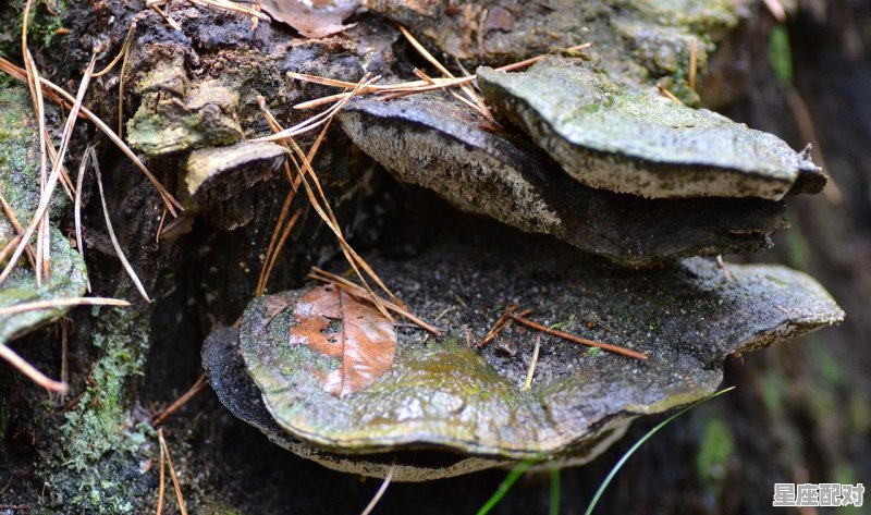 梦到土元,梦到土元 梦到土元,梦到土元 - 星座运势