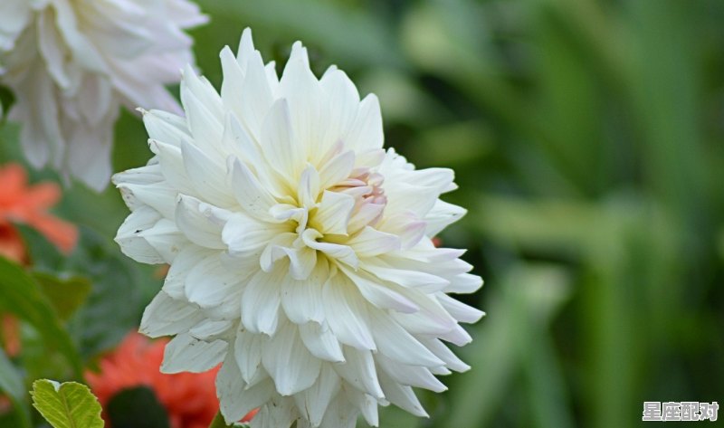 狮子座上升星座是什么_狮子座的上升星座是什么呀 狮子座上升星座是什么_狮子座的上升星座是什么呀 - 星座运势