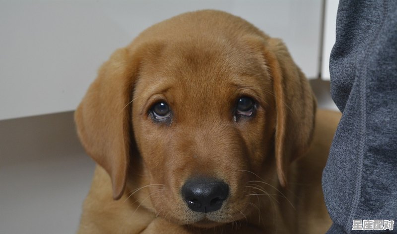 水瓶座有那些魅力,水瓶座性格温顺 水瓶座有那些魅力,水瓶座性格温顺 - 星座运势