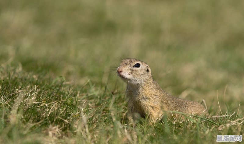 1996年属鼠2021年多大年龄_七几年属鼠 1996年属鼠2021年多大年龄_七几年属鼠 - 星座运势