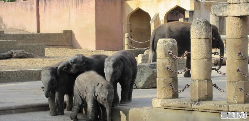 皇宫之上打一动物,自小皇宫当下人是什么生肖 - 星座运势