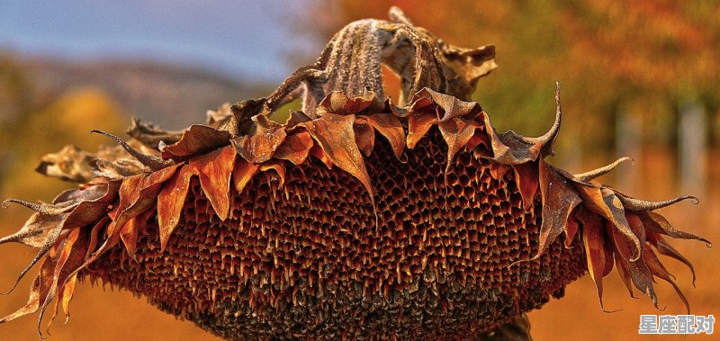 牛头是什么意思,欲钱看牛头指什么生肖 牛头是什么意思,欲钱看牛头指什么生肖 - 星座运势