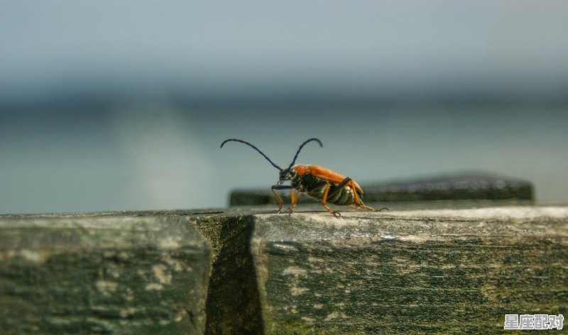 会飞的昆虫名称,梦到会飞的虫子 会飞的昆虫名称,梦到会飞的虫子 - 星座运势