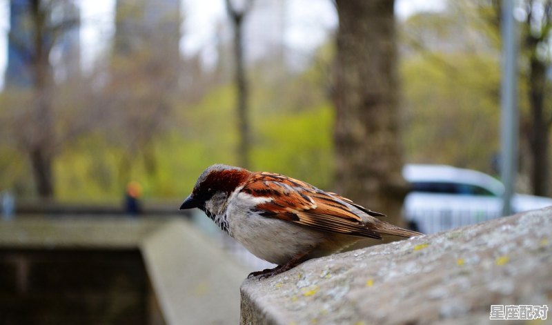 冰河世纪里的这些动物都叫什么_情侣之间应该怎样称呼对方 - 星座运势
