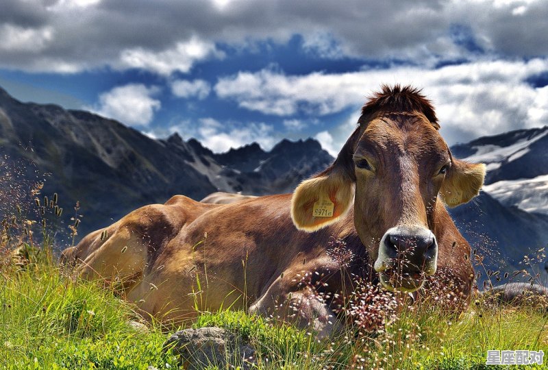 丑牛的属性,今日运势丑牛杳询 丑牛的属性,今日运势丑牛杳询 - 星座运势