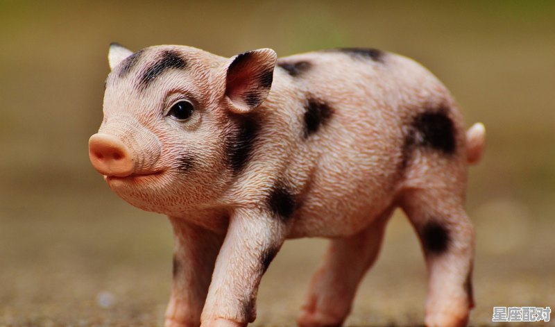 双头马车是什么动物，一挂马车指什么生肖 - 星座运势