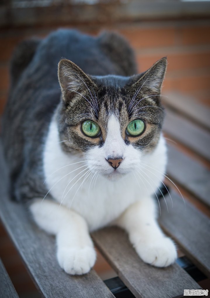 星星点灯领路人猜一动物,眼放亮光是什么生肖 星星点灯领路人猜一动物,眼放亮光是什么生肖 - 星座运势