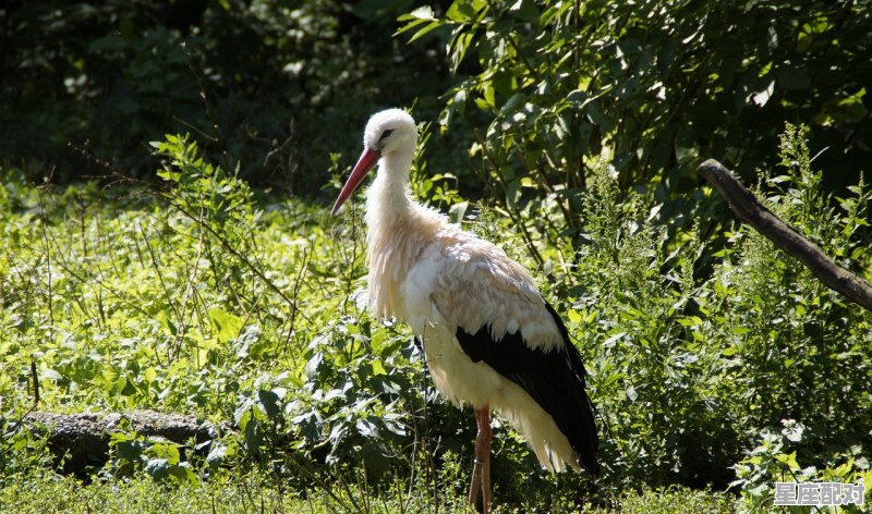 白马和红马寓意,梦到马意思 - 星座运势