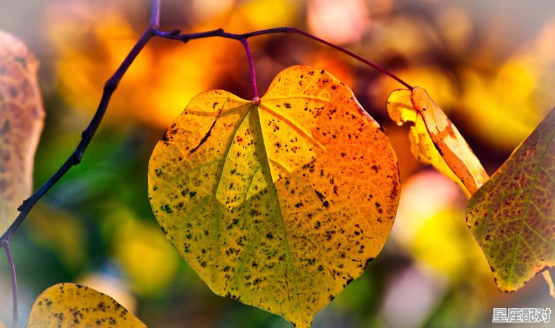 1981年农历9月26曰出生运势_1987年阴历6月30的阳历是什么 - 星座运势