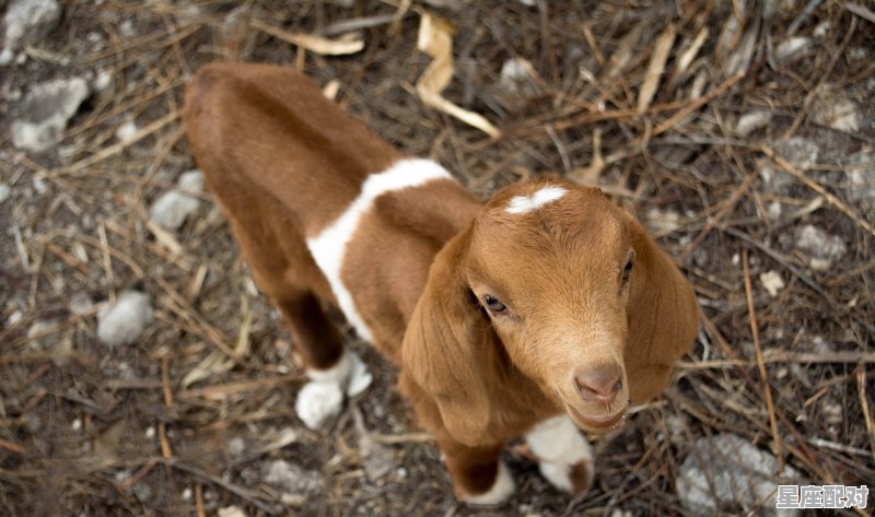 送雁的寓意，农村习俗送雁是什么寓意 - 星座运势