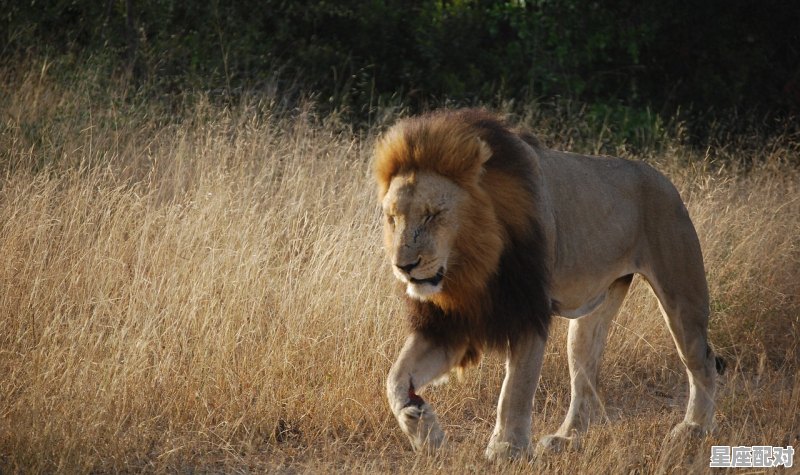 狮子座近期可能发生的灾难_狮仔座今日运势 狮子座近期可能发生的灾难_狮仔座今日运势 - 星座运势