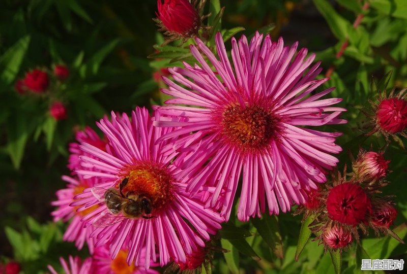 天蝎女唯一深爱的星座是_天蝎女一生最爱的两个星座 - 星座运势