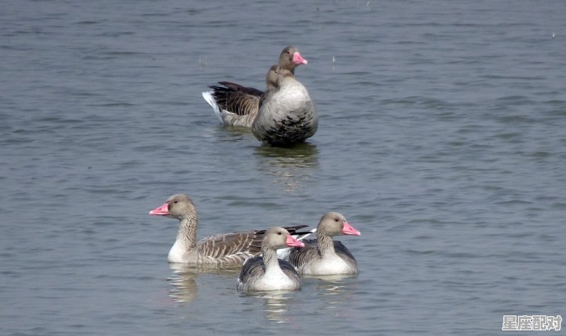 正月送大雁可以提前吗,送雁习俗时间 - 星座运势