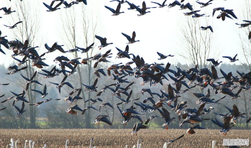 闰月送雁是只给父母送吗，闰月送雁习俗 - 星座运势
