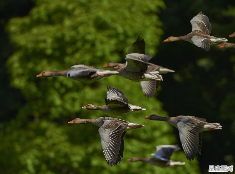 聘雁的习俗,聘雁的习俗 - 星座运势