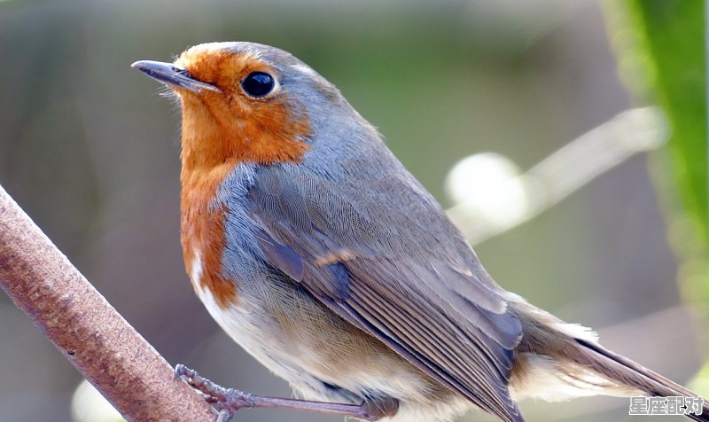 蛇类属于什么动物,全身光滑毛很柔是什么生肖 - 星座运势