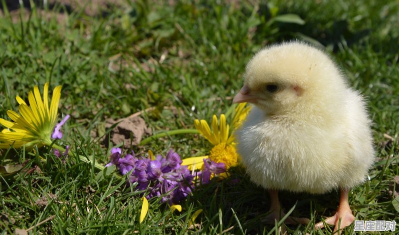 2020虎年手抄报内容,属鸡的人今日运势2020 2020虎年手抄报内容,属鸡的人今日运势2020 - 星座运势