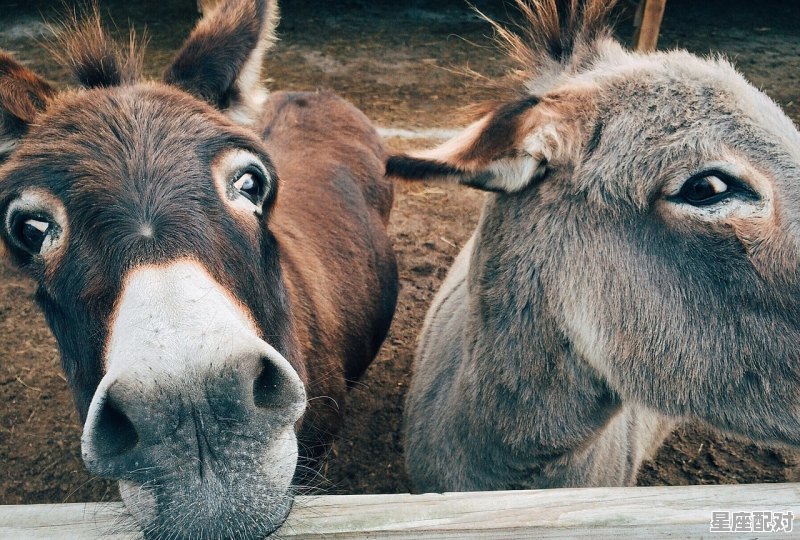 啸字代表什么动物_风雨交加声凌厉,乡村如箫声如笛什么意思 - 星座运势