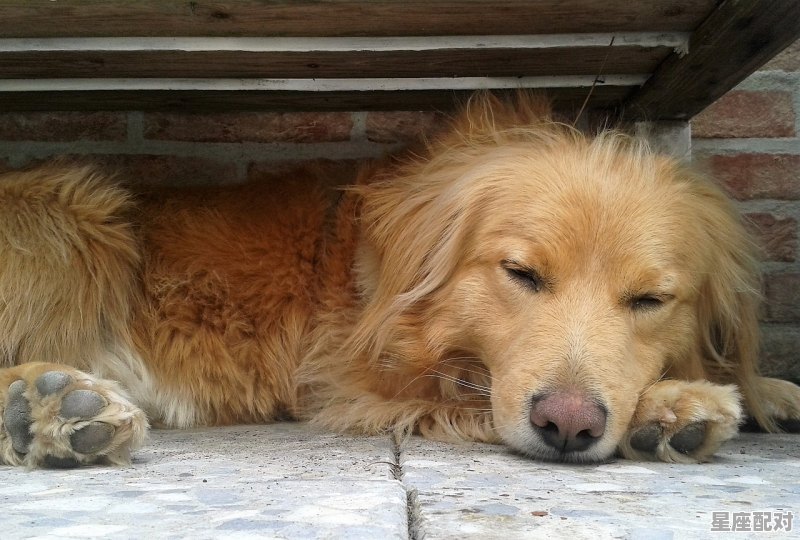 十二生肖当中，什么动物是三只脚_七手八脚是什么动物 - 星座运势