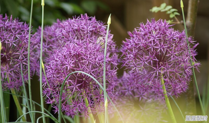 4月初11是什么星座_4月是什么星座男女 - 星座运势