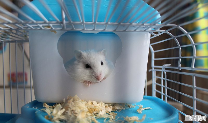 72年属鼠年吗,生肖鼠今日运势解析 72年属鼠年吗,生肖鼠今日运势解析 - 星座运势