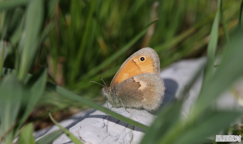 红男绿女。是比喻什么动物,青衣玉女啸弯弦是什么生肖 红男绿女。是比喻什么动物,青衣玉女啸弯弦是什么生肖 - 星座运势