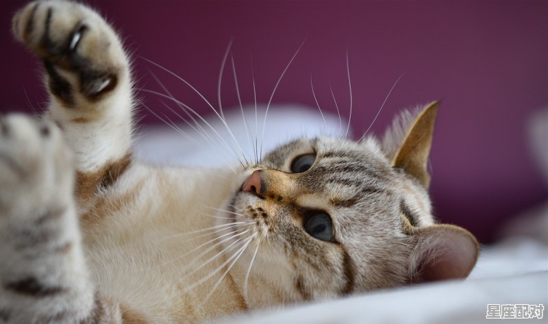 什么动物光明磊落，光明磊落真君子是什么生肖 - 星座运势