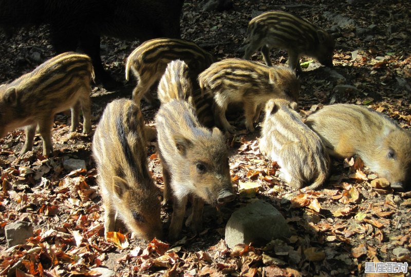 40年出生的属什么,1940年出生属什么生肖 40年出生的属什么,1940年出生属什么生肖 - 星座运势