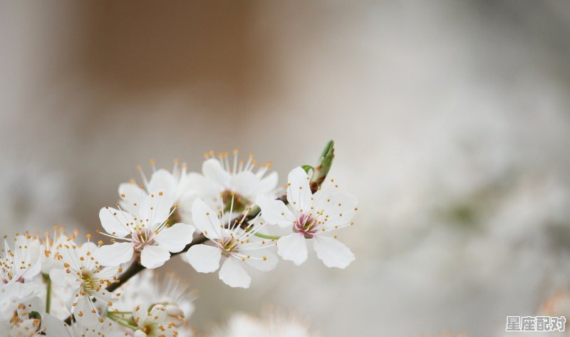 3月白羊座性格特点_三月出生的白羊座性格 3月白羊座性格特点_三月出生的白羊座性格 - 星座运势