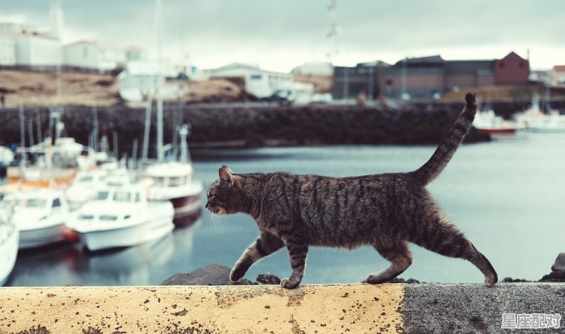 怎么消灭猫,梦到杀了一只猫 怎么消灭猫,梦到杀了一只猫 - 星座运势