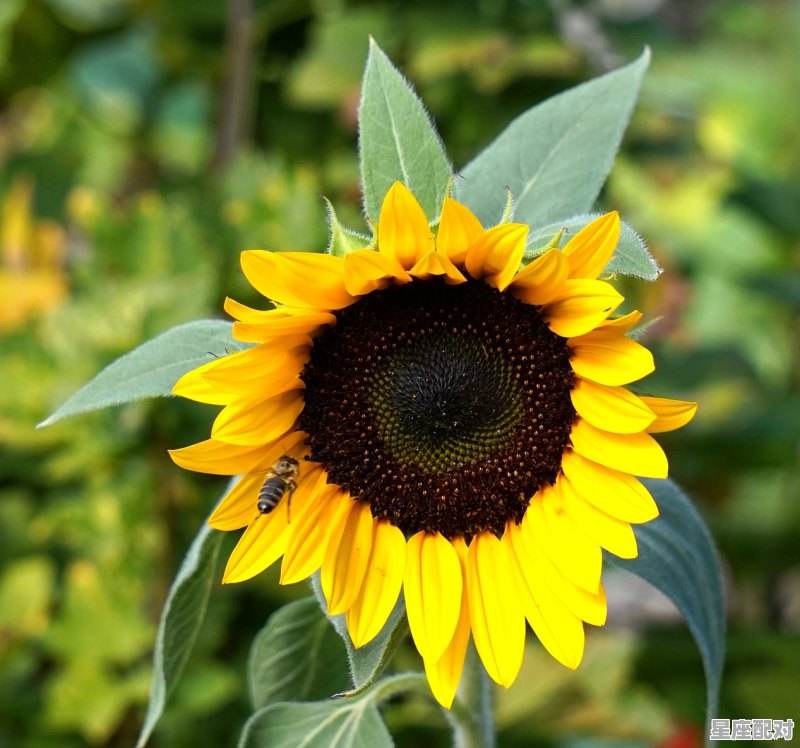 什么星座适合天蝎座男_天蝎跟什么星座最配 - 星座运势