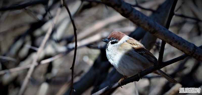 帮我猜一种动物，以晨曦最接近的是什么生肖 - 星座运势