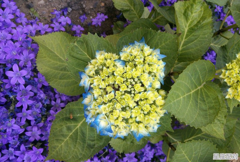 四月28号是什么星座_8月28是什么星座阴历的 - 星座运势