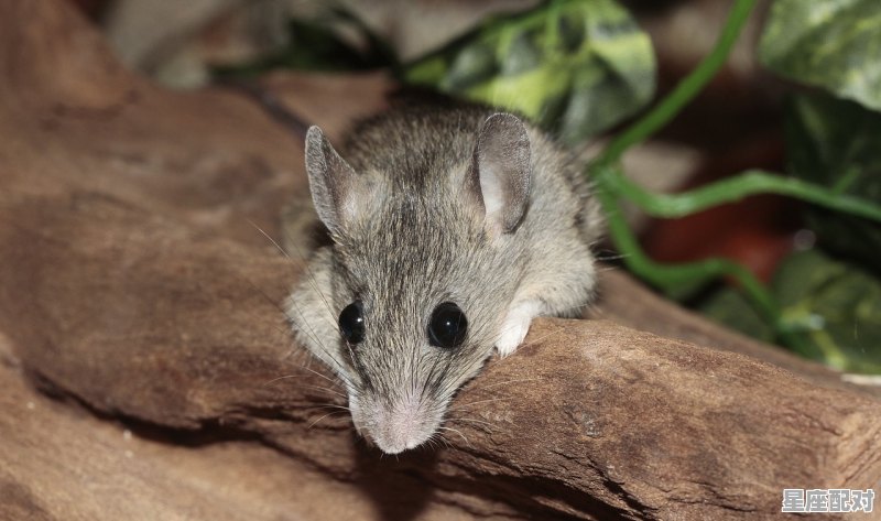 七几年属鼠,今日生肖鼠的运势 七几年属鼠,今日生肖鼠的运势 - 星座运势