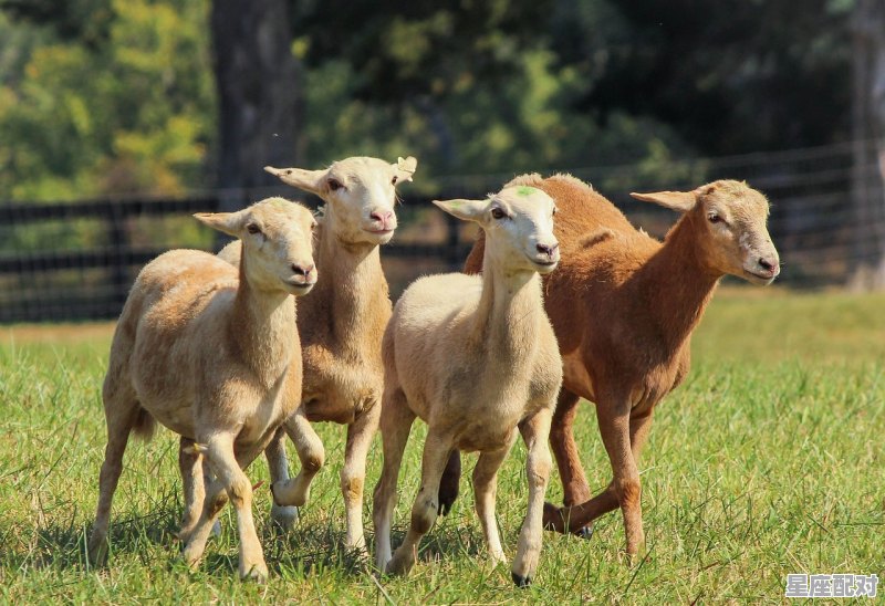欲钱买跪地喝奶的动物。是什么生肖，欲钱买跑乳是什么生肖 - 星座运势