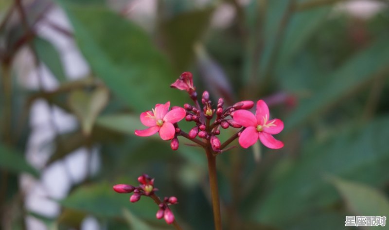 天秤座女生性格详细，天枰座女孩性格 - 星座运势